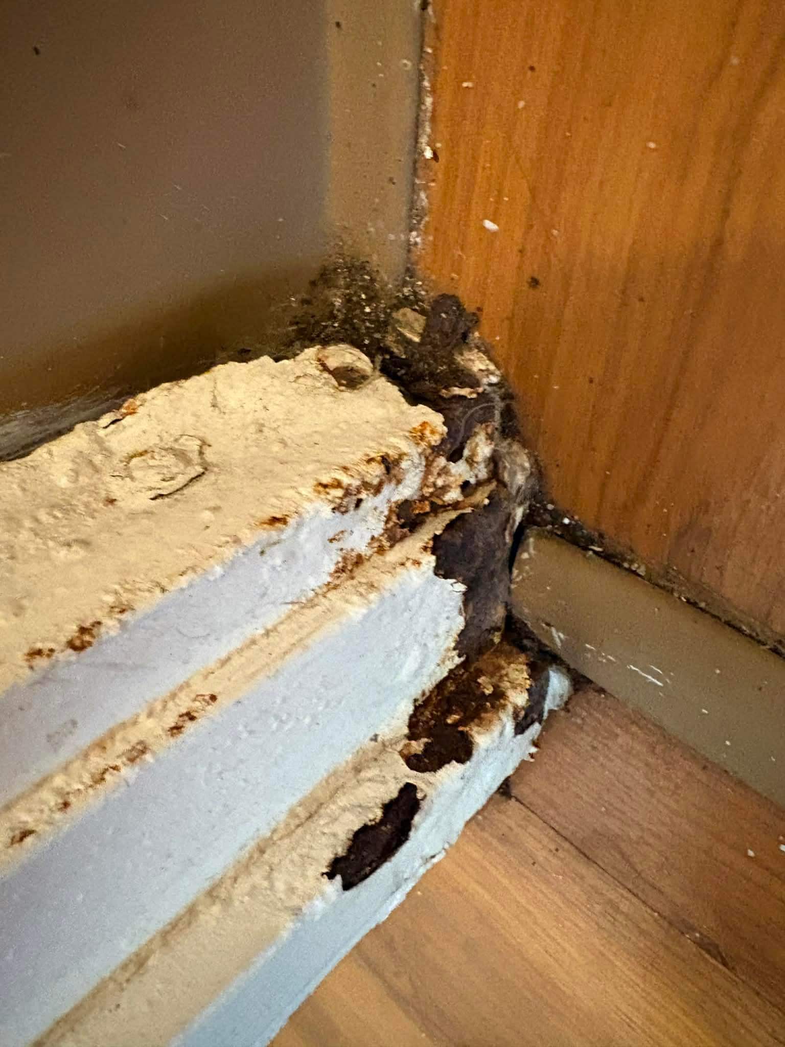 THIS IS DANGEROUS AIRBORNE MOLD