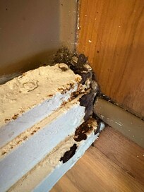 THIS IS DANGEROUS AIRBORNE MOLD