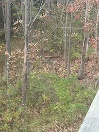 Deer!