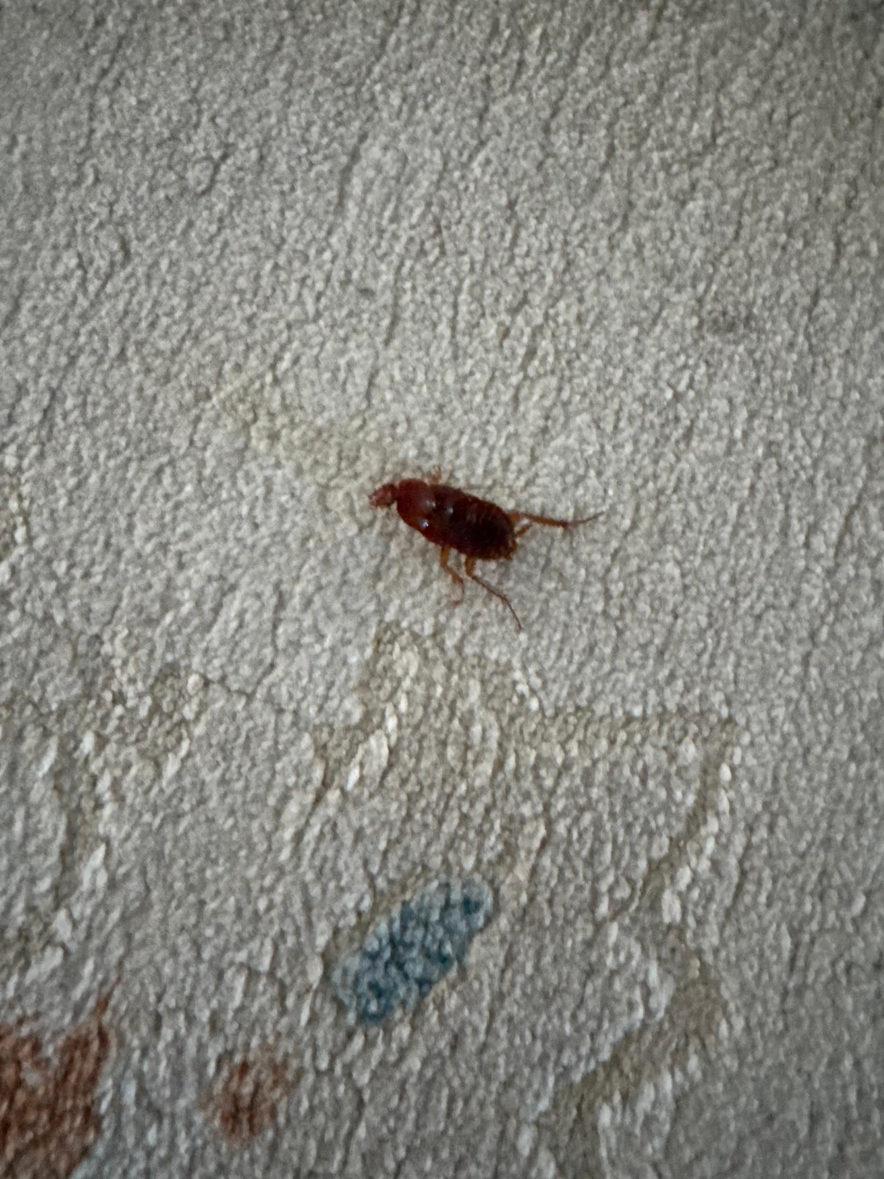 Roach we found when we arrived