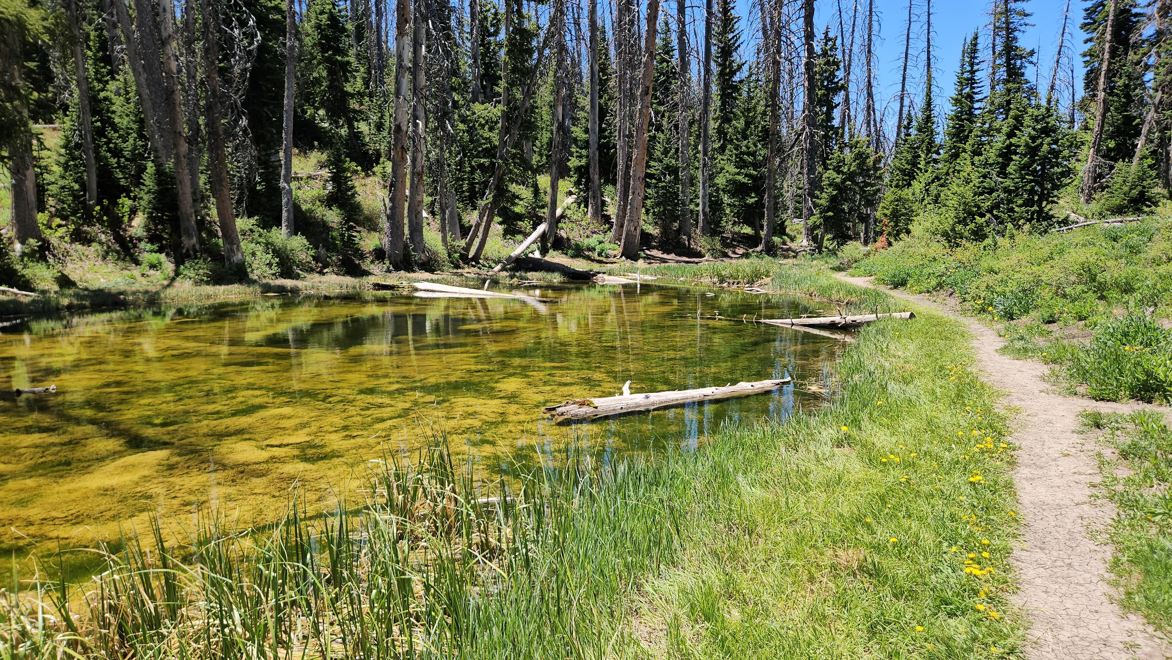 Alpine Pond