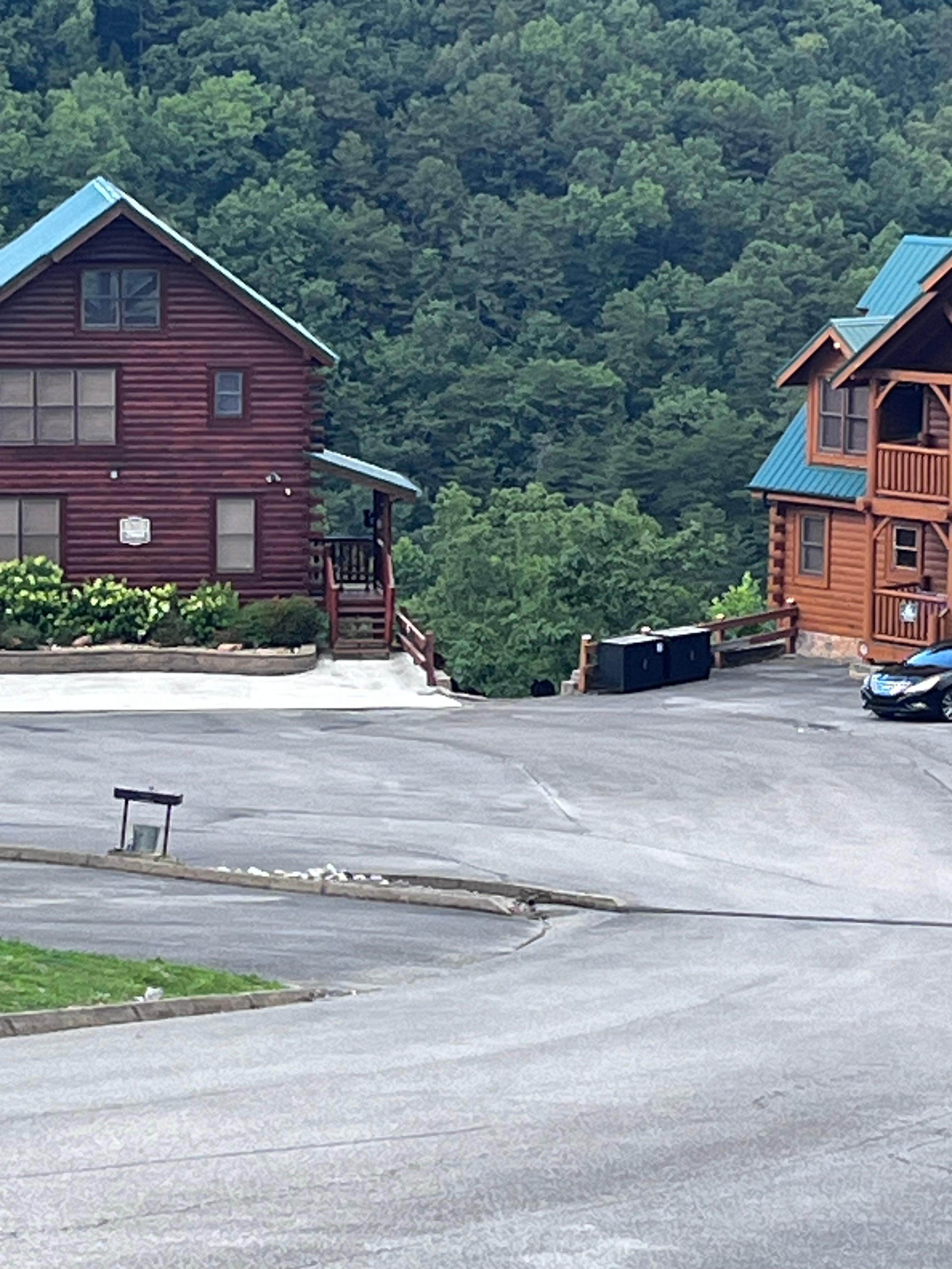 Momma bear and 3 cubs just a few cabins away