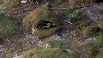 Pair of skunks crushing thru the yard!