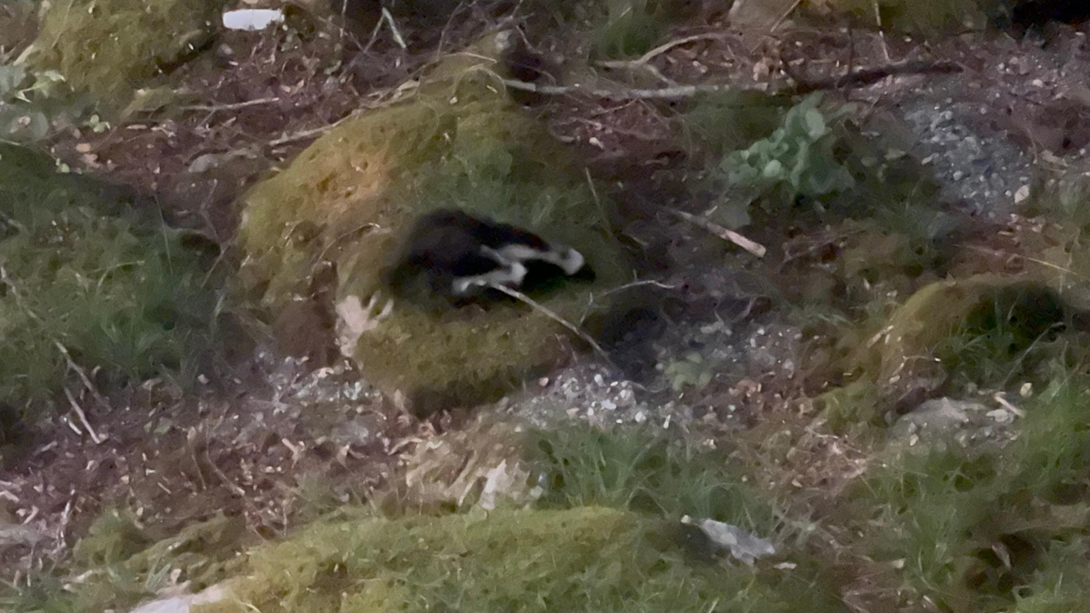 Pair of skunks crushing thru the yard!