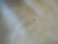 bed bug poop