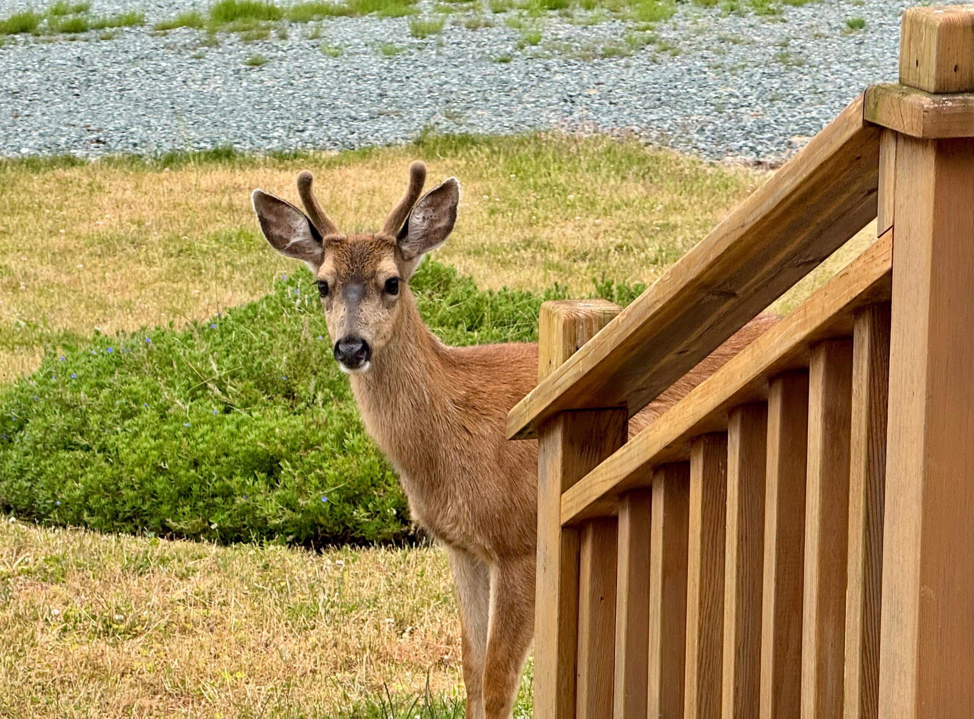Our welcoming committee each evening. 