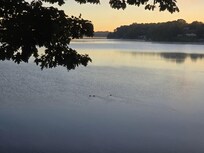 Ducks on an early morning swim.