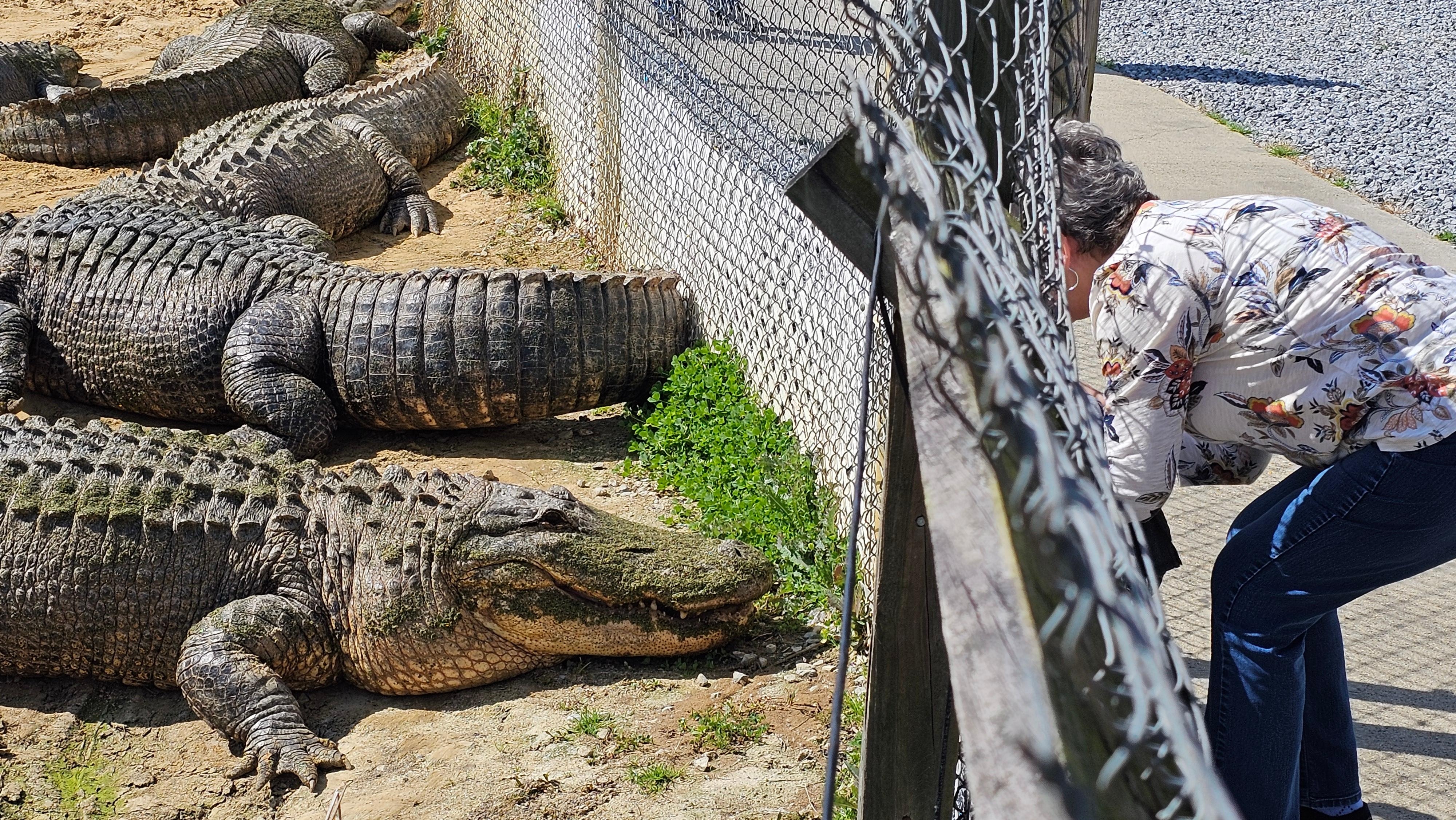 They weren't joking about Alligators!