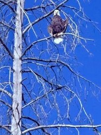Frequent sightings of bald eagles and osprey