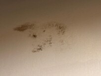 Mold/mildew on bathroom ceilings