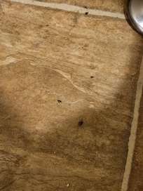 Roaches
