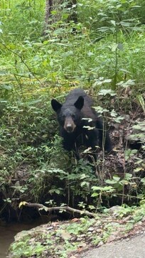 Neighborhood bear