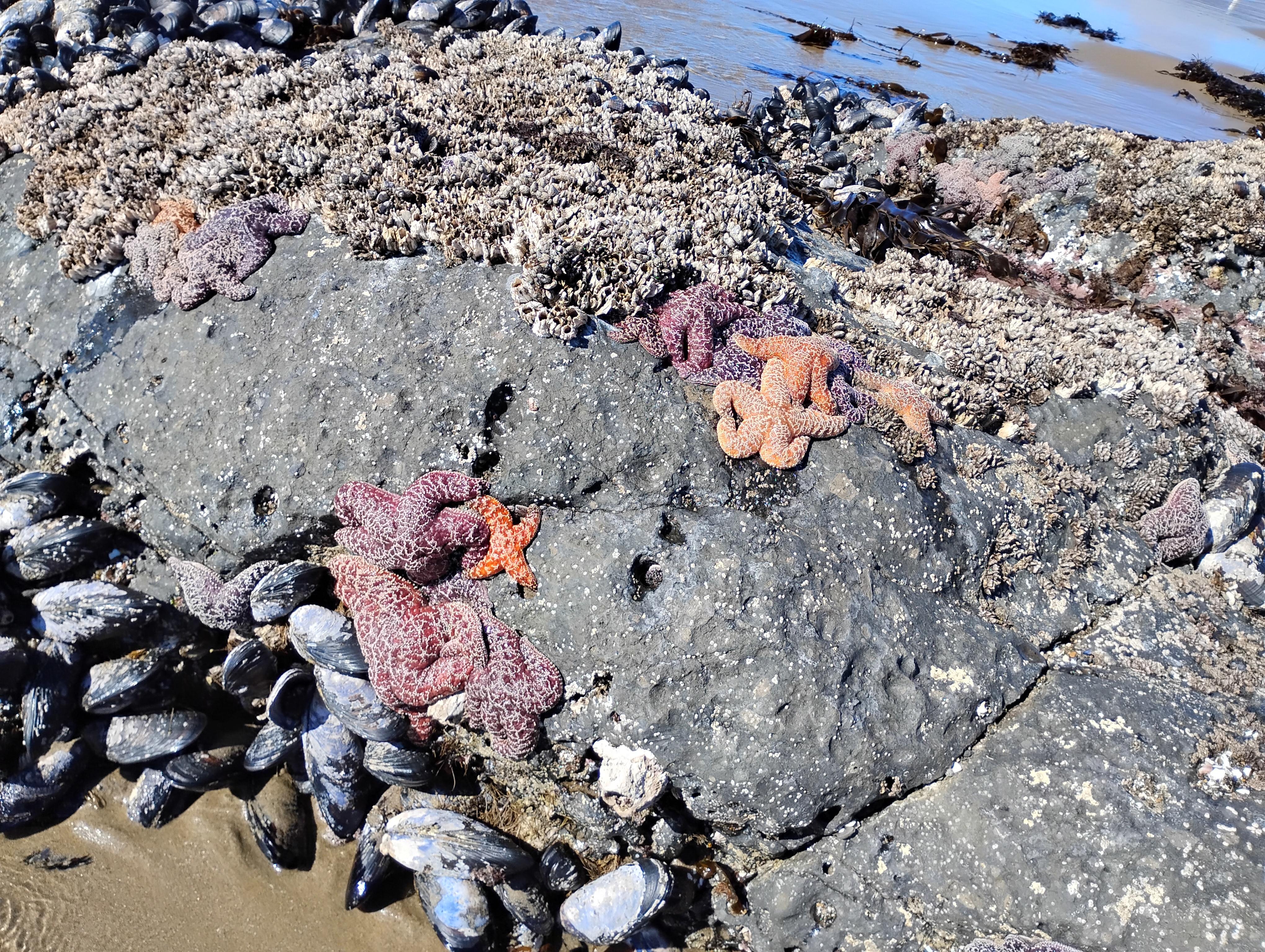 Starfish! We also saw crab