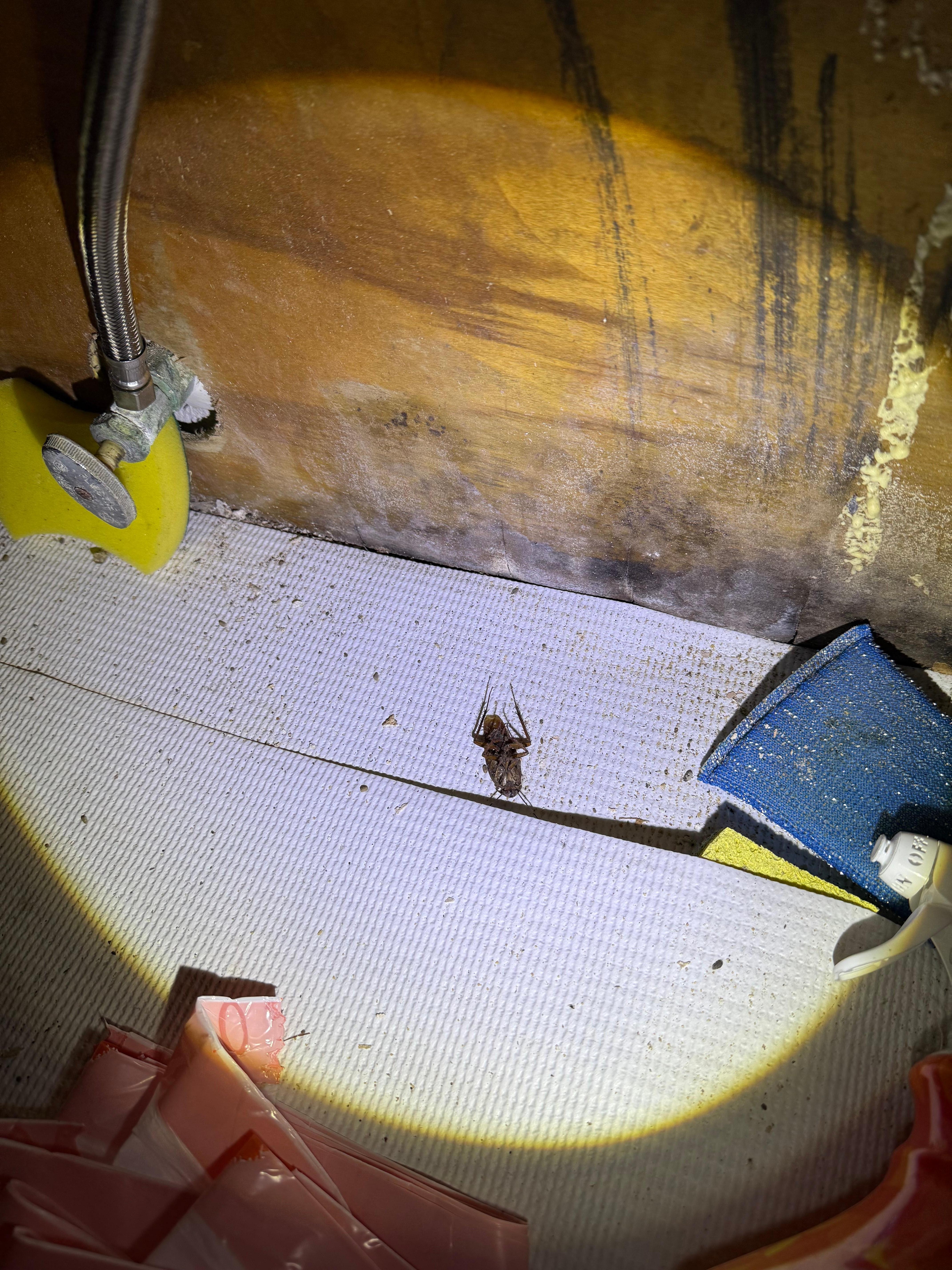 The dirty cabinet under the sink with dead cockroach.