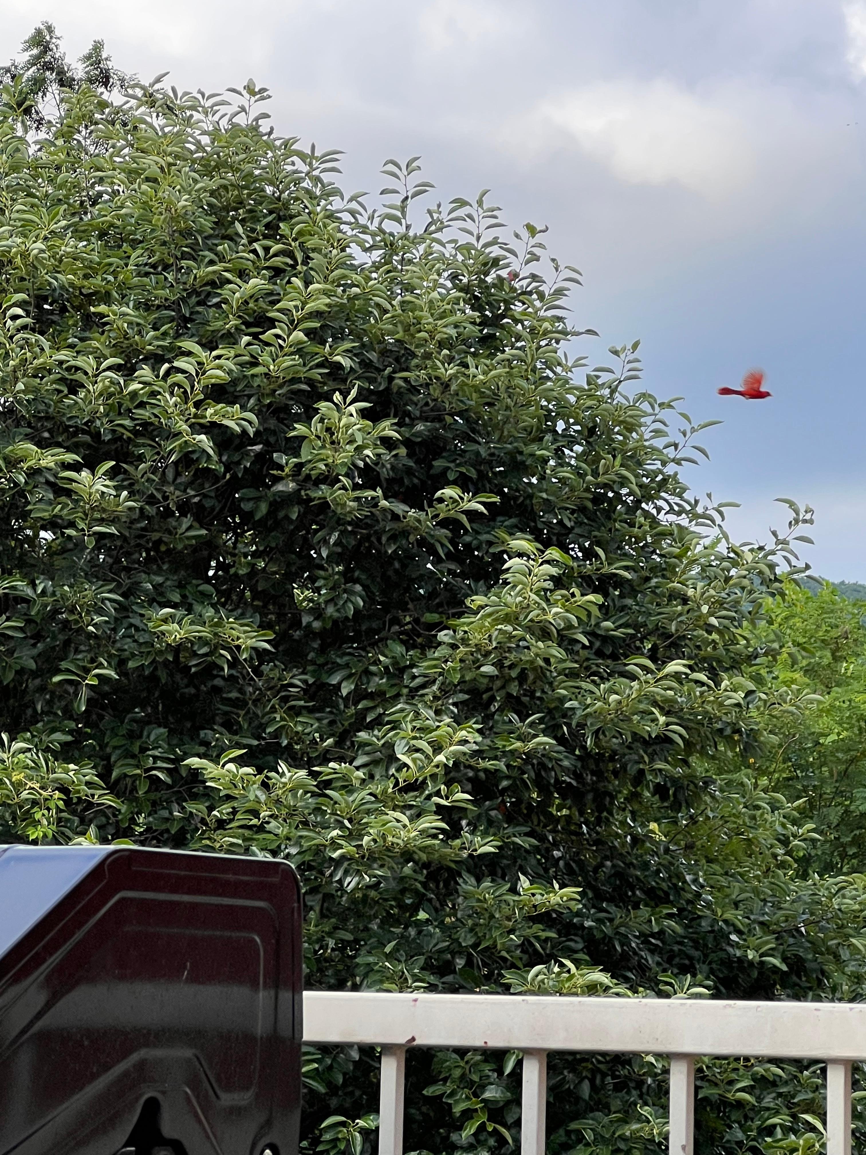 We had our daily cardinal visitor. 