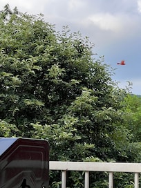 We had our daily cardinal visitor.