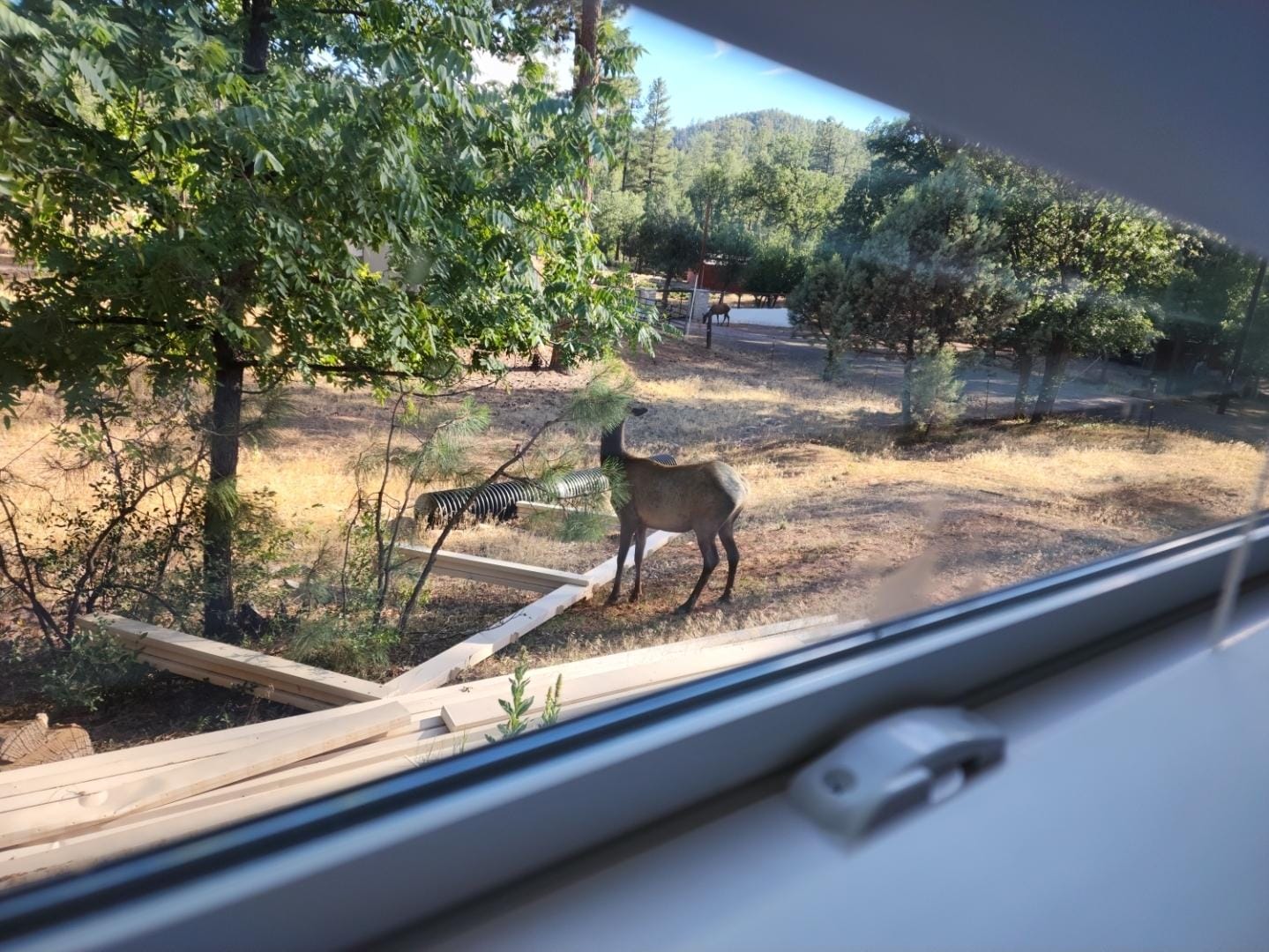 Elk just outside our window