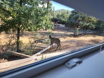 Elk just outside our window