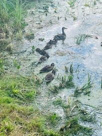These little ducks visited every morning by the water