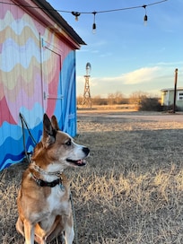 13 year old pup enjoying the grounds