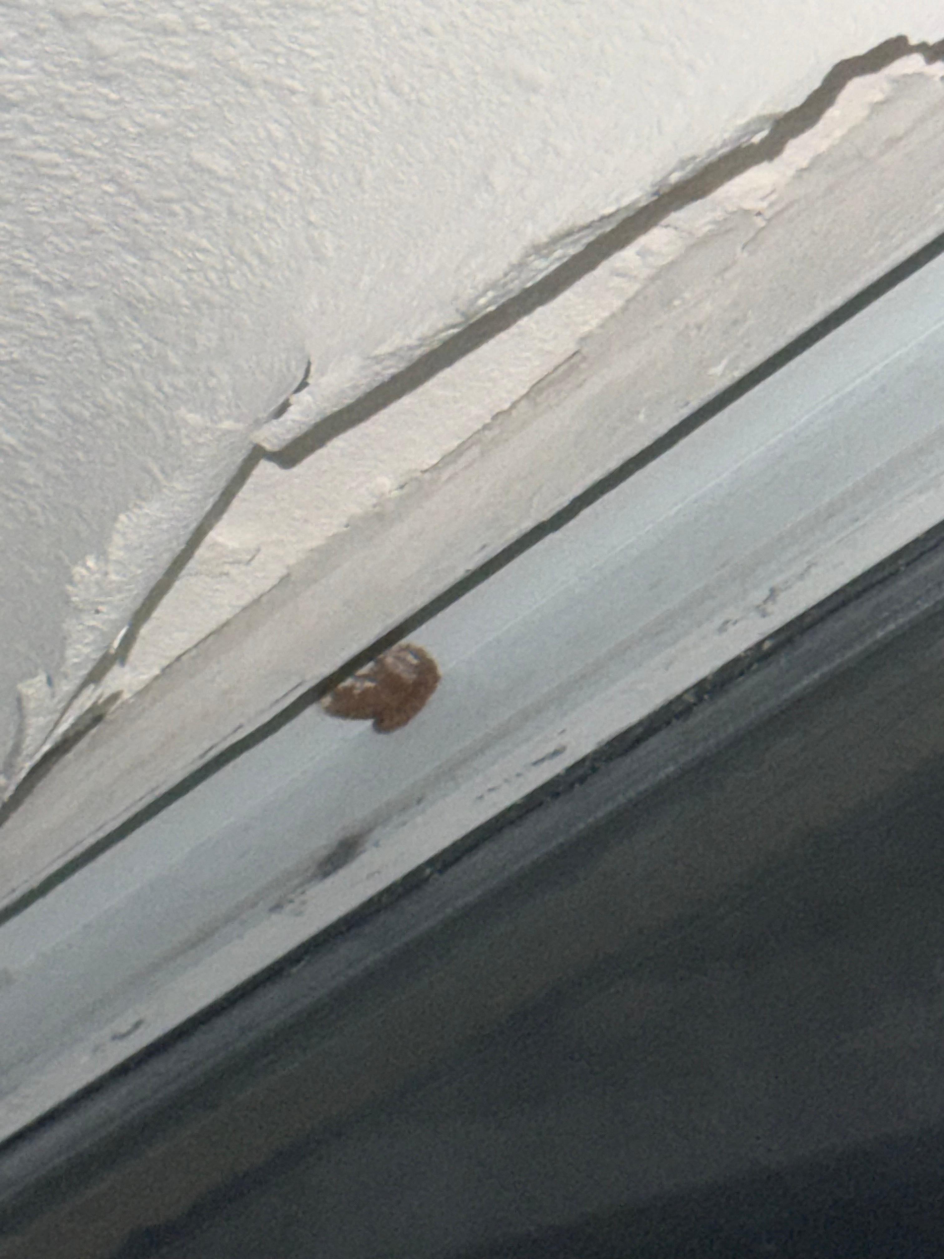 This is part of the ceiling that was coming down on top of us. We have many more pictures just please give me a call. 714-356-8596.