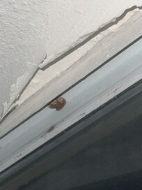 This is part of the ceiling that was coming down on top of us. We have many more pictures just please give me a call. 714-356-8596.