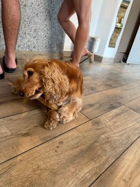 🐶