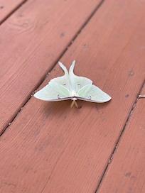 Beautiful Luna moth!