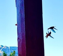 Hummingbirds at the front porch fighting over the sugar water inches away!