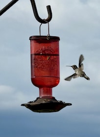 Hummingbirds galore at the feeders on the back deck.