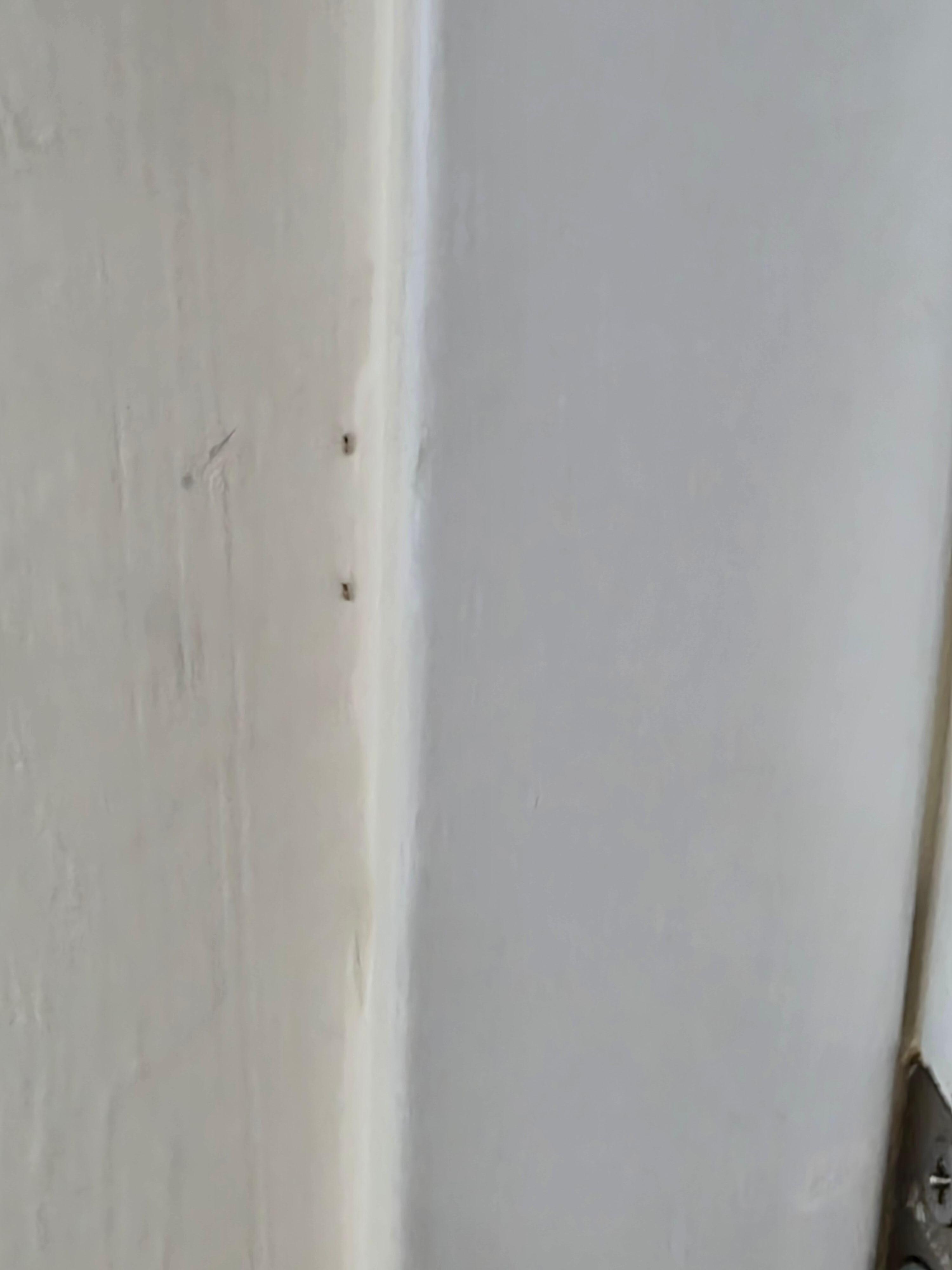 More ants