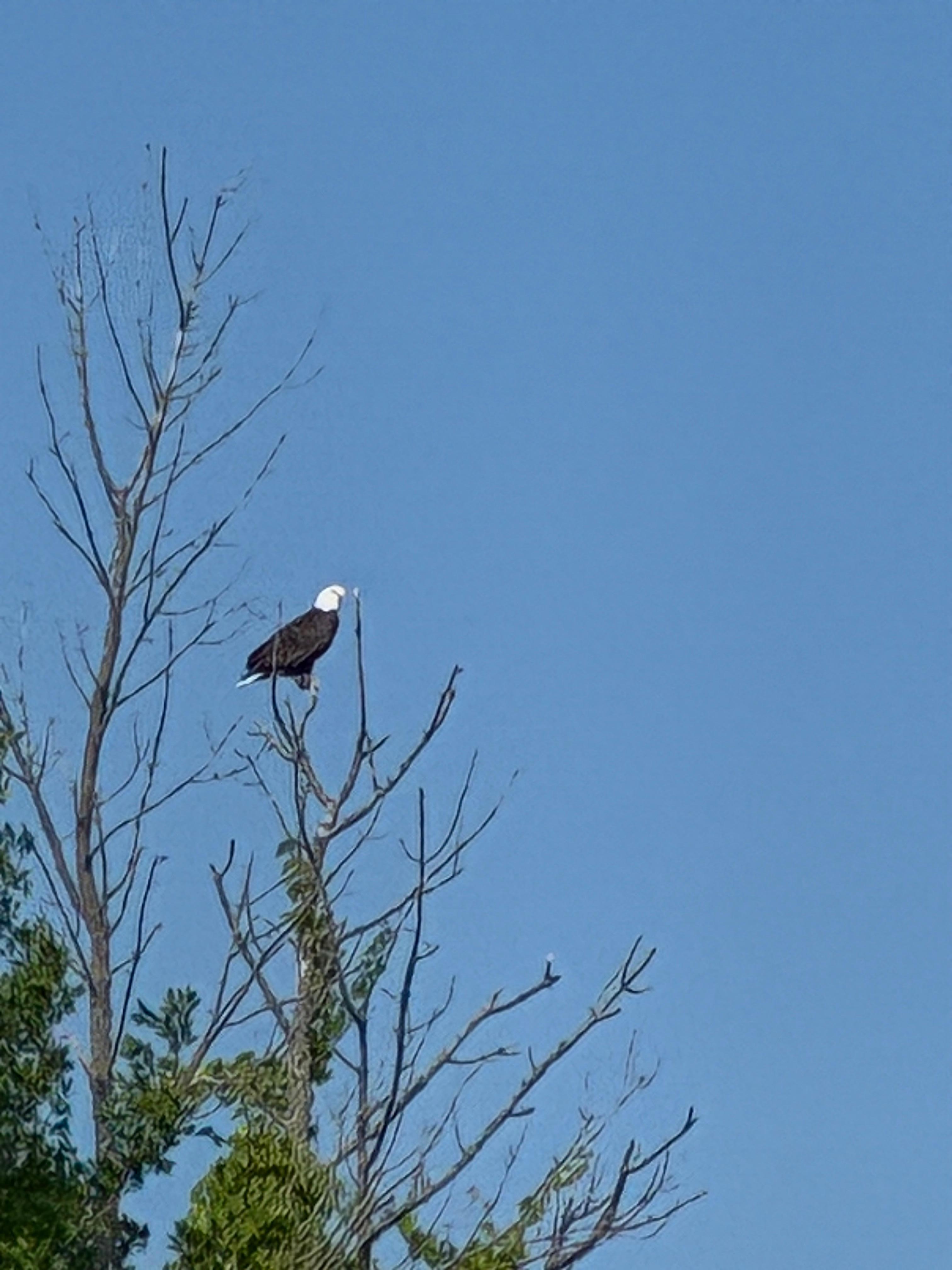 Bald Eagle perched  at the point, within a short distance by kayak. 
