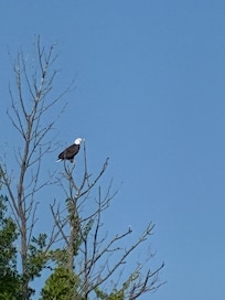 Bald Eagle perched at the point, within a short distance by kayak.