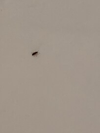 insects crawling everywhere!