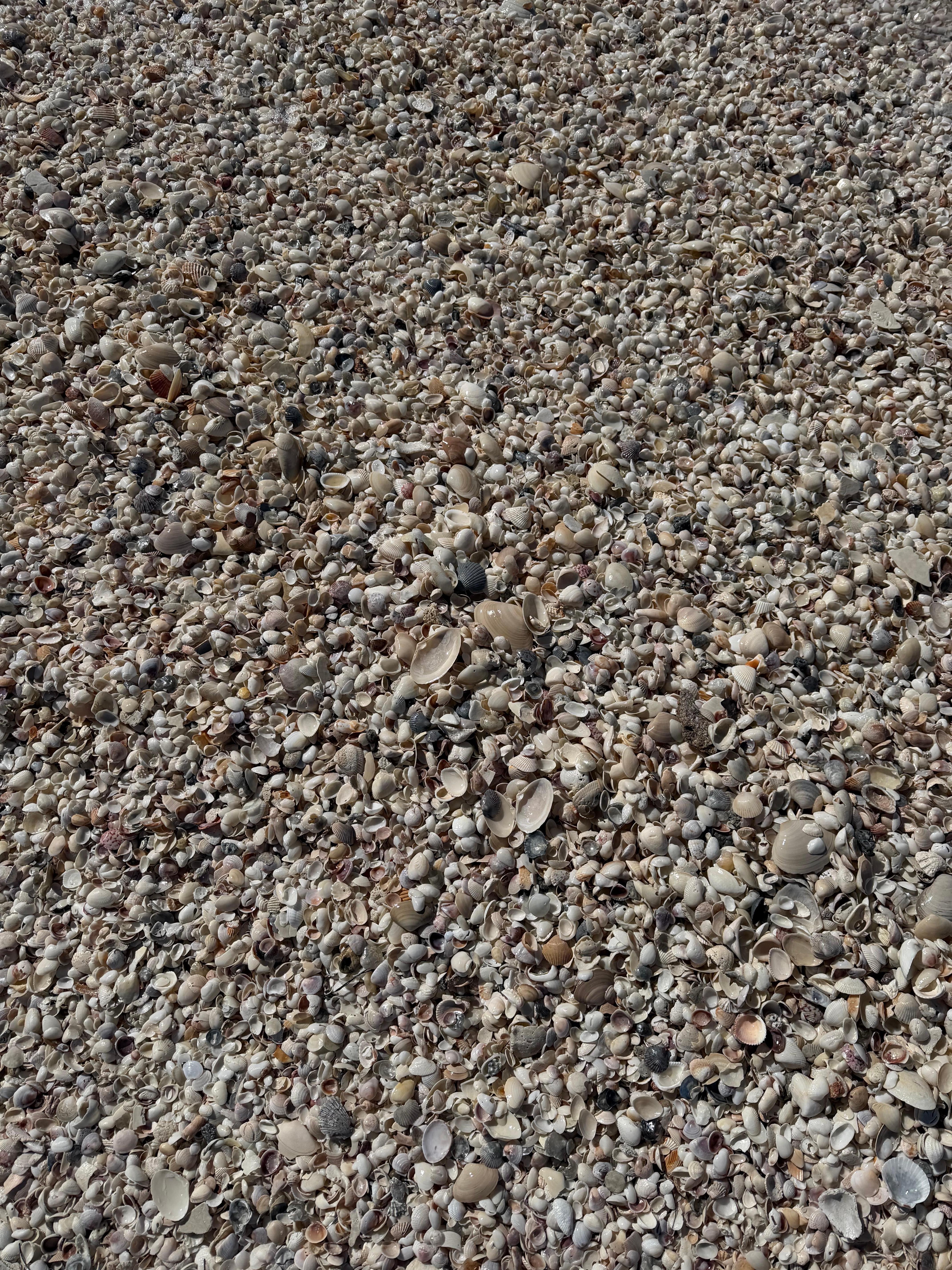 Irma loved the beacj