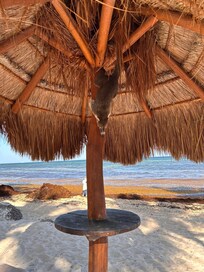 See the seaweed in the back? That spanned the entire beach!