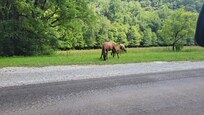 Elk roaming nearby