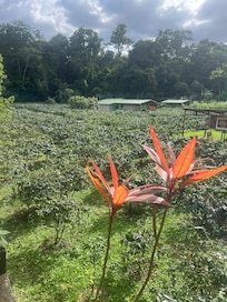 There was a coffee farm in bloom at the property next door.