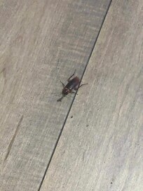 cockroach