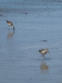 Sandpipers