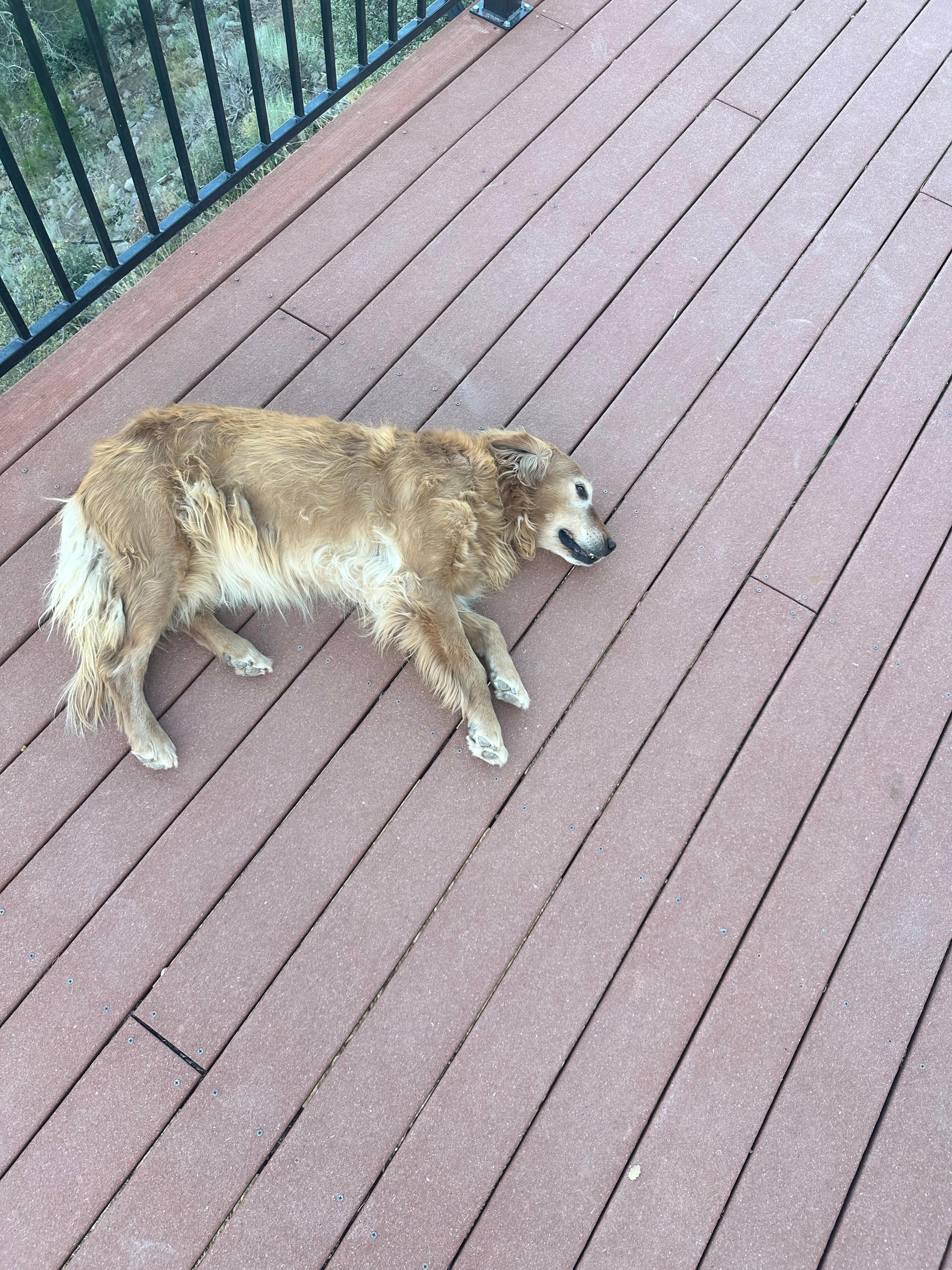 Lady and all her glory! 