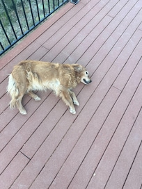 Lady and all her glory!