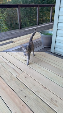 Cute little cat that kept us company while we were there!