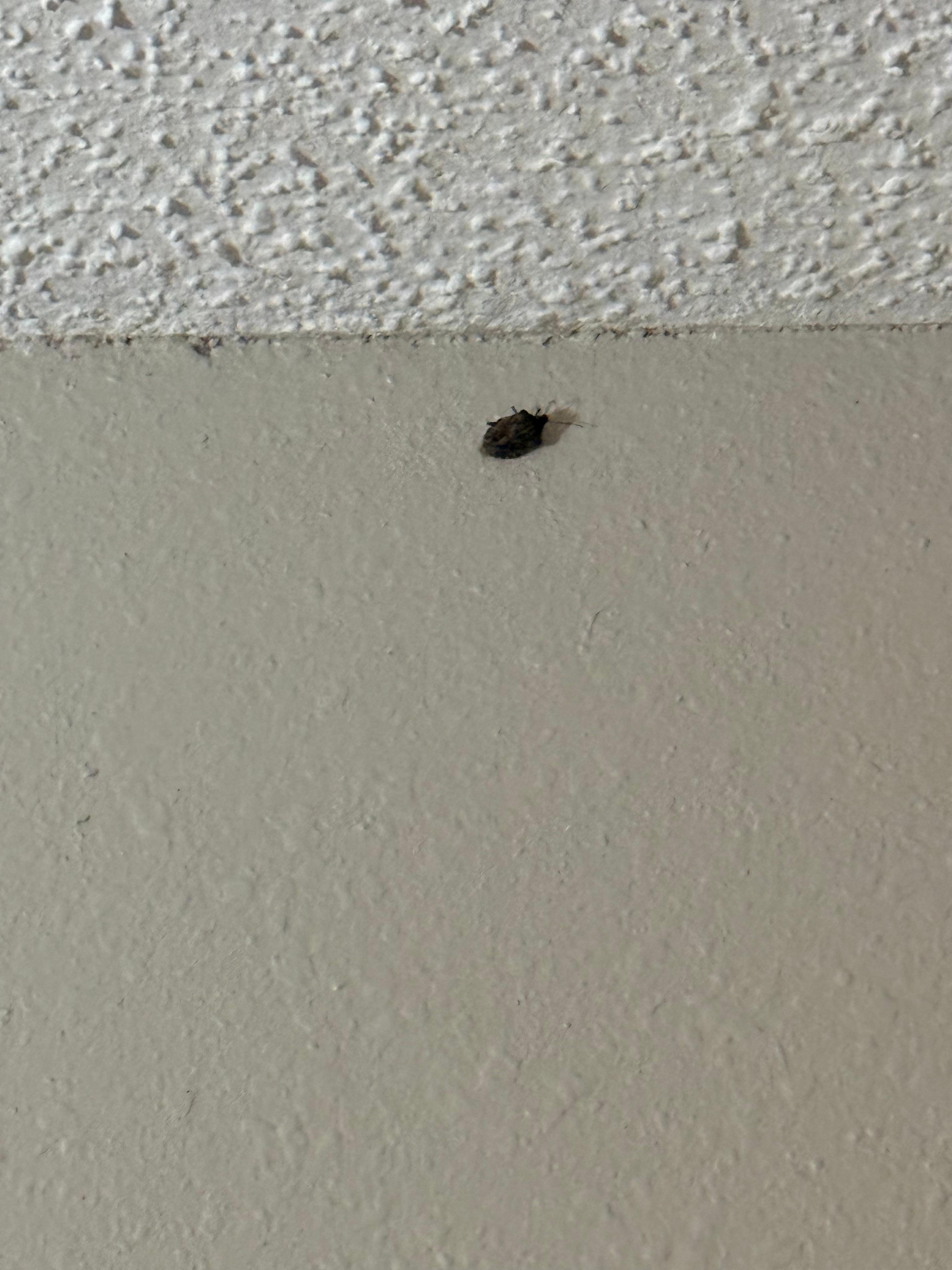 Stink bug having from ceiling 