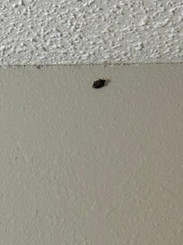Stink bug having from ceiling