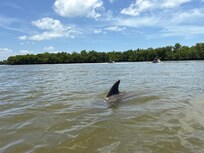 Dolphin swimming alongside of our jet ski.