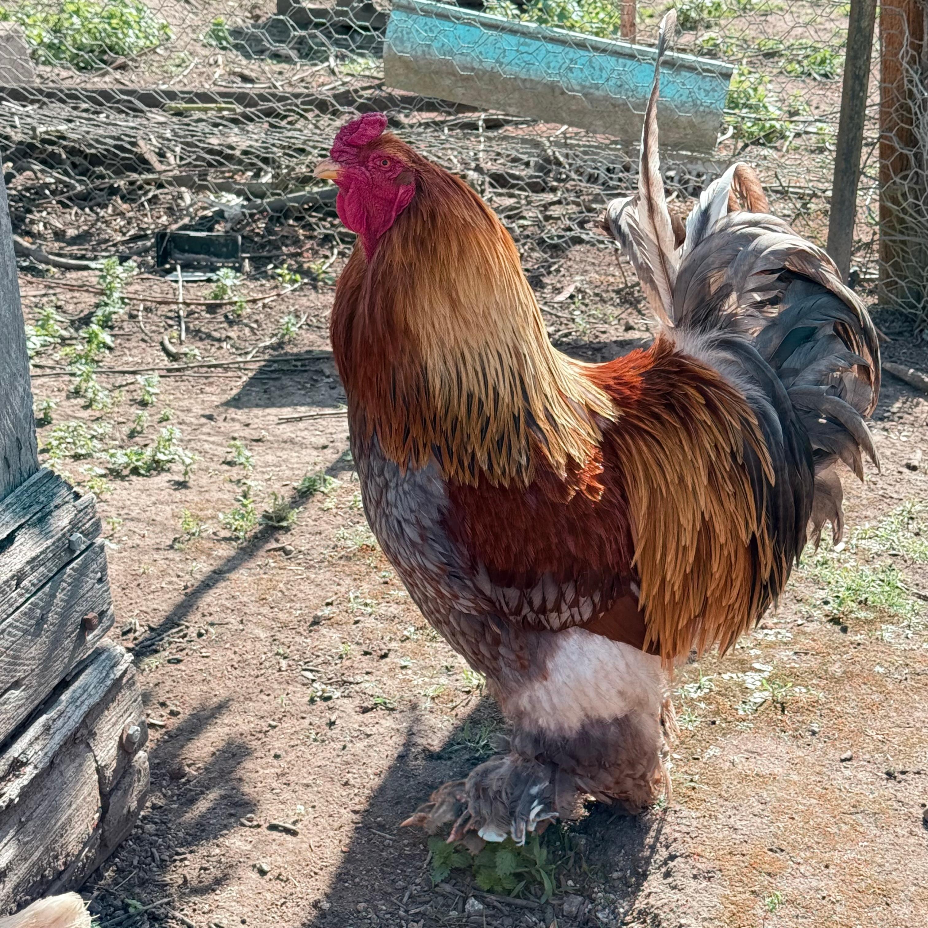 One of the impressive members of the chickens that can be mingled with. 