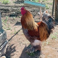 One of the impressive members of the chickens that can be mingled with.