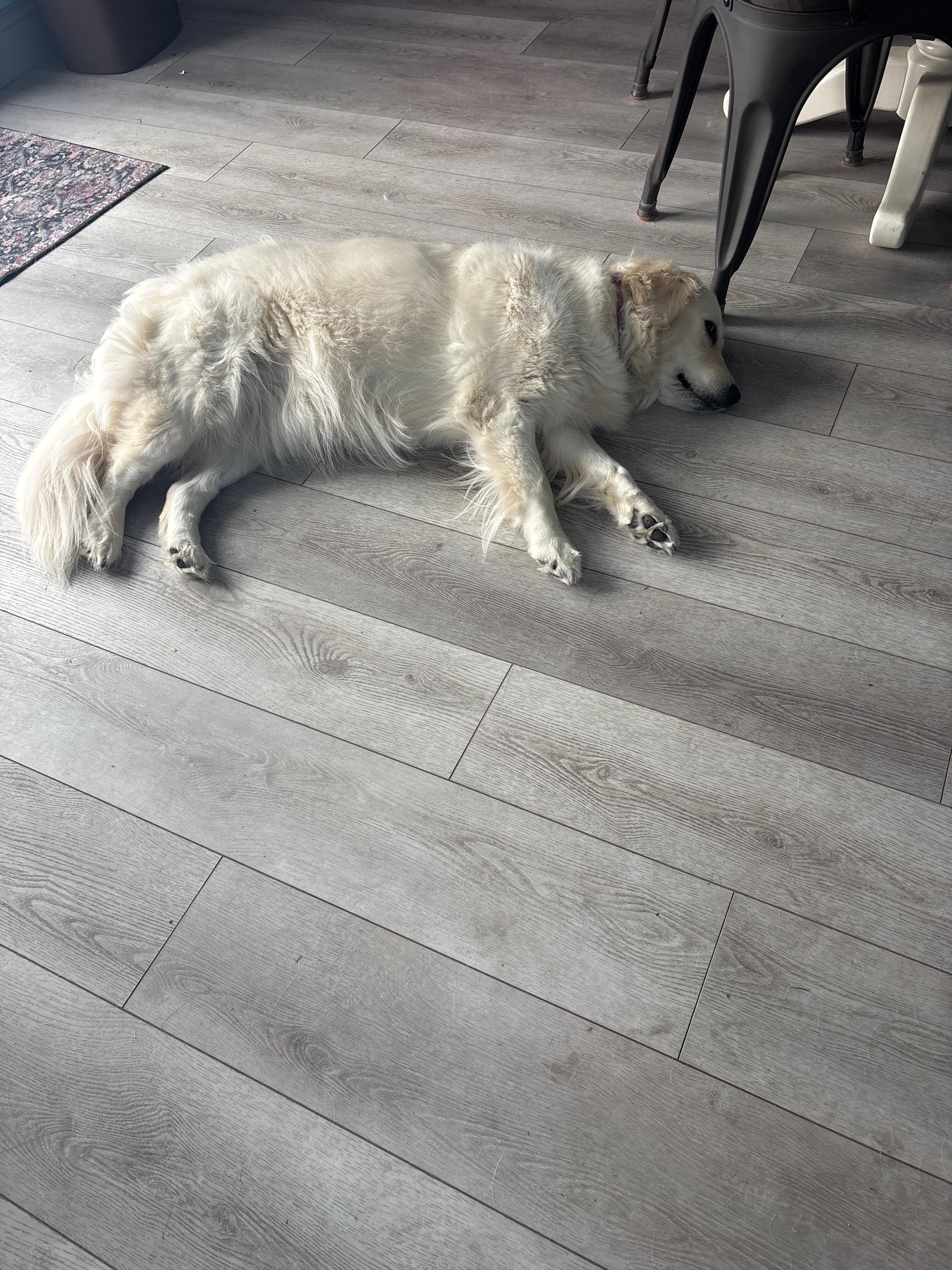 My girl felt very much at home here with me and napped comfortably after her wild time at the Golden Jubilee!