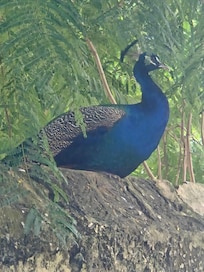 Peacocks walking around